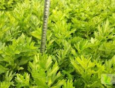 法国皇后芹菜
