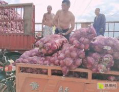 专业代办四川大邑红皮洋葱