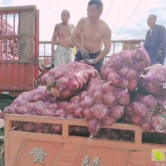 专业代办四川大邑红皮洋葱
