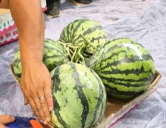 中牟縣大棚西瓜已經(jīng)大量上市價格不高質(zhì)量最好