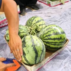 中牟县大棚西瓜已经大量上市价格不高质量最好