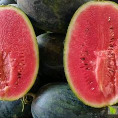 广西黑美人西瓜大量上市，诚信代办