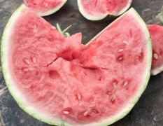 河南商丘夏邑大棚无籽麒麟美都 糖度13+ 大量现货