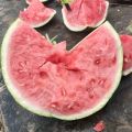 河南商丘夏邑大棚无籽麒麟美都 糖度13+ 大量现货
