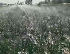 自家种植紫皮洋葱400000斤即将收获