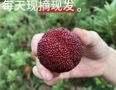 仙居东魁杨梅