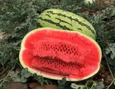 宁夏中宁金城5号西瓜名扬天下