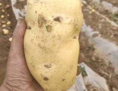 泰安新泰荷兰系列沃土系列土豆