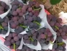 河北乒乓球葡萄藤稔葡萄上市供应