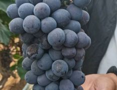 河北大棚夏黑葡萄大量上市口感纯甜