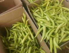 广西南宁市供应白辣椒