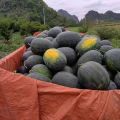 广西黑美人大量供应中