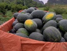 广西黑美人大量供应中