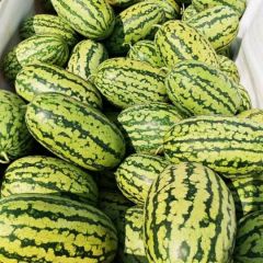 2025广西西瓜产区大量上市中