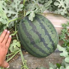 陕西大棚无籽慕田家宝西瓜批发