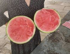國(guó)營(yíng)有籽，無(wú)籽西瓜供應(yīng)