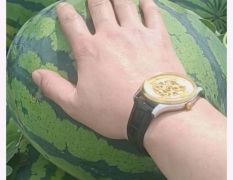 山東甜王 青州 昌樂