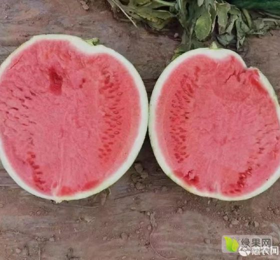 麒麟西瓜价格