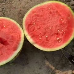 河南精品优质的8424和美都大面积上市价格便宜。