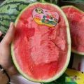 陕西甘美4 k 西瓜产地批发