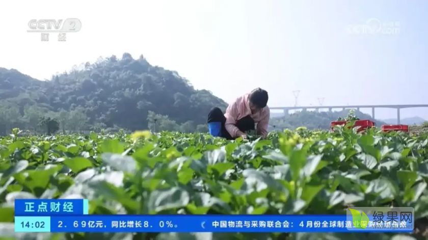 蔬菜1.webp