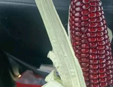 湖北嘉鱼黑糯玉米