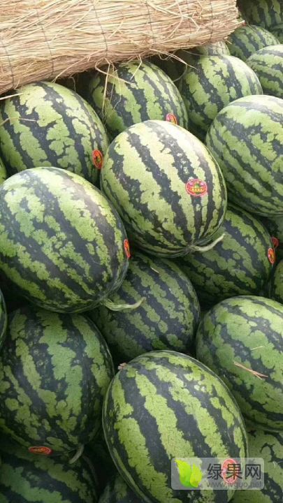 2019年陕西大荔甜王系列价格