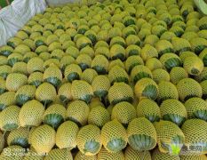 陕西蒲城福运来西瓜大量上市中喜迎客商前来采购！