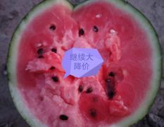 八斤起八成熟