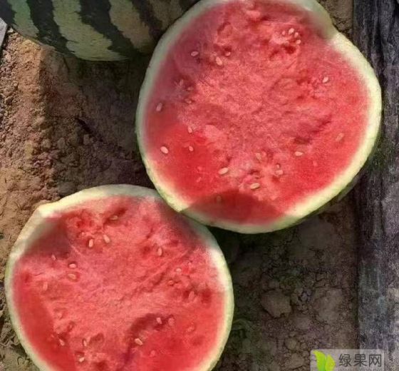 麒麟西瓜价格