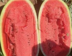 供应硒砂瓜，黑美人石头瓜