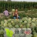 山西忻州西瓜几月份上市