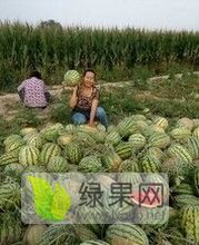 山西忻州西瓜几月份上市
