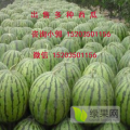 忻州西瓜批发基地