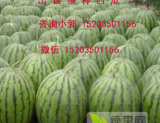忻州西瓜批发基地