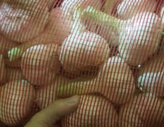 扒皮鲜蒜个大55～80