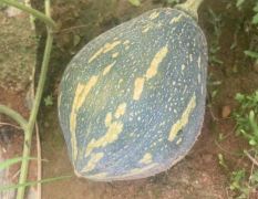 广西富川香芋南瓜大量上市欢迎老板过来选购
