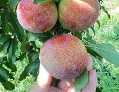 澳洲红 八宝丹 五月脆 红宝石 质优价廉