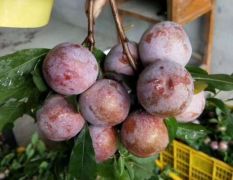 广西三华李大量上市电商果一件代发