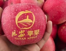 陕西延安延长红富士苹果，75起步，纸袋，产地直销。