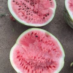 河南太康美都西瓜