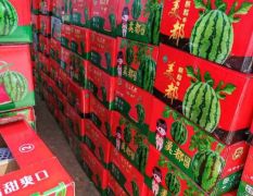 河南周口太康西瓜）主營8424美都西瓜，代辦代收