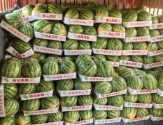 美都西瓜，大量上市，欢迎客商前来采购