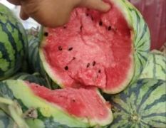 西瓜，美都西瓜，保证新鲜，个头均匀