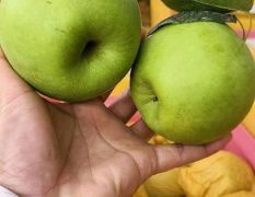 酥脆一号梨，圆黄梨，秋月梨，皇冠梨产地