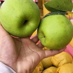 酥脆一号梨，圆黄梨，秋月梨，皇冠梨产地