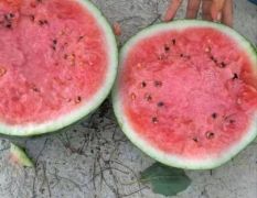 出售美都西瓜