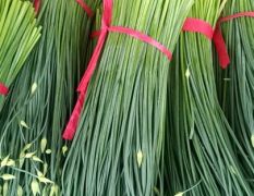 聊城市莘县张寨镇韭菜花/韭菜苔大量供应