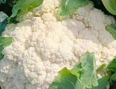 代办各类蔬菜