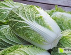 代办各类蔬菜